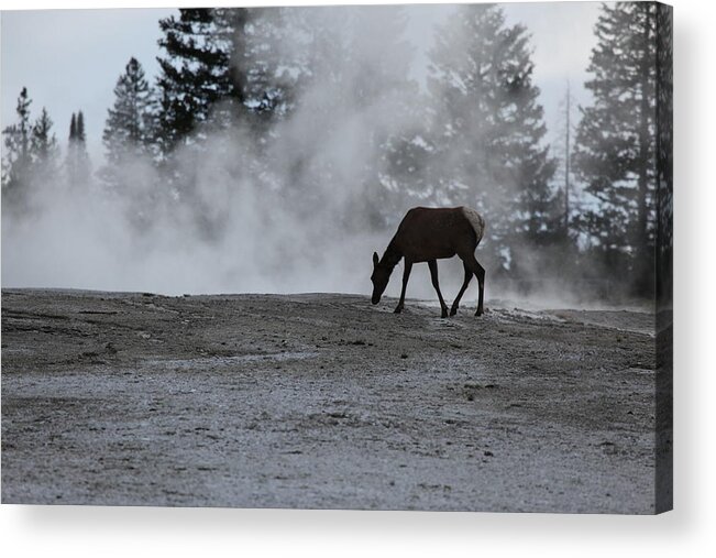 Yellowstone National Park Acrylic Print featuring the photograph Yellowstone 5456 by Michael Fryd