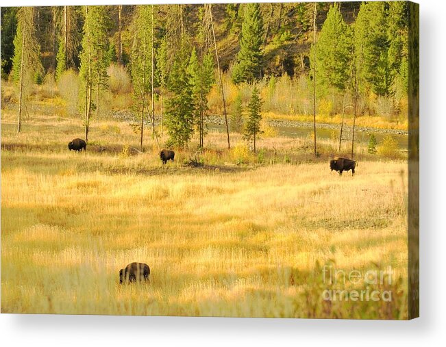 Yellowstone National Park Acrylic Print featuring the photograph Yellowstone Bison by Merle Grenz
