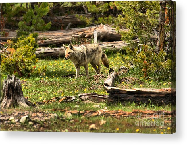 Coyote Acrylic Print featuring the photograph Yellowstone Coyote Wandering Along by Adam Jewell