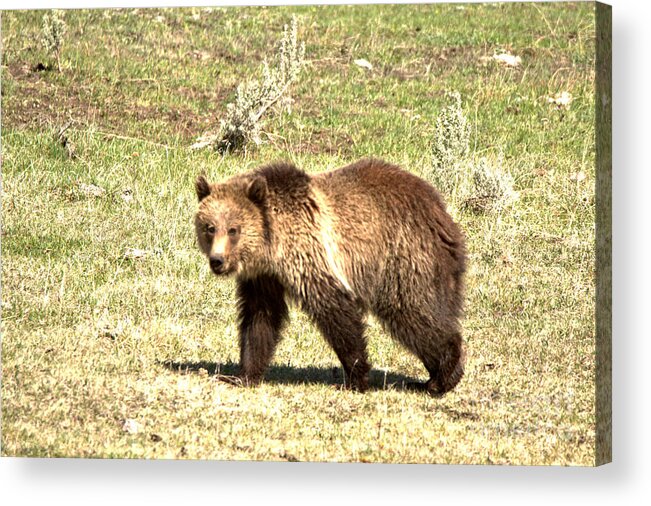 Grizzly Bears Acrylic Print featuring the photograph Yellowstone Grizzly Cub 2018 by Adam Jewell