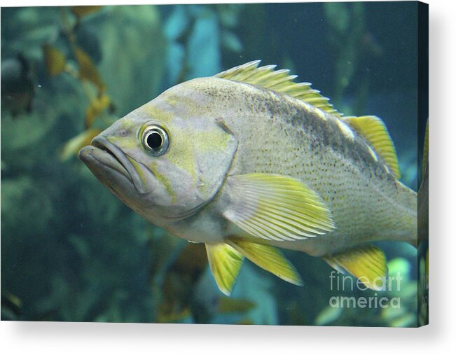 Fish Acrylic Print featuring the photograph Yellowtail Rockfish by Nina Silver