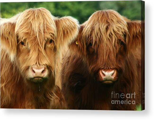 Cow Acrylic Print featuring the photograph Yeti Cows by Ang El