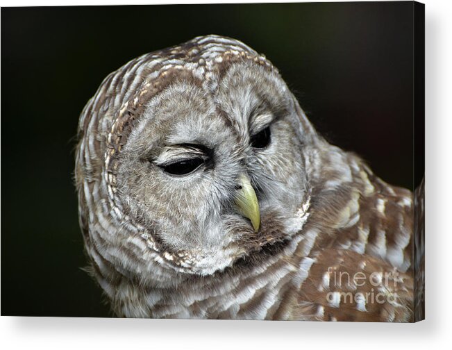 Barred Owl Owl Acrylic Print featuring the photograph You Mean Whom? by Amy Porter