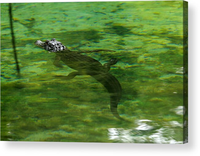 Alligator Acrylic Print featuring the photograph Young Alligator by Travis Rogers