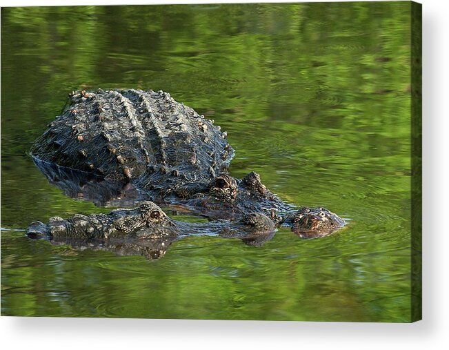 Adult Acrylic Print featuring the photograph Young and Old by Dawn Currie