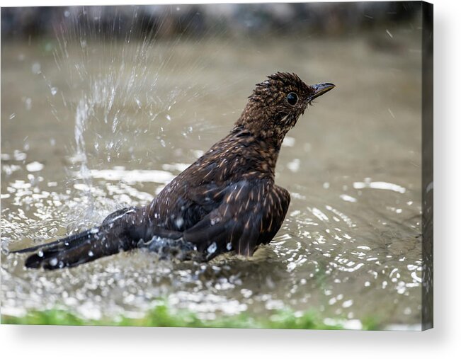 Young Blackbird's Bath Acrylic Print featuring the photograph Young Blackbird's bath by Torbjorn Swenelius