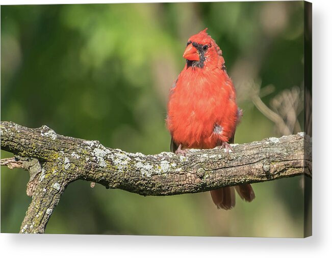 Cardinal Acrylic Print featuring the photograph Young Cardinal by Bruce Pritchett