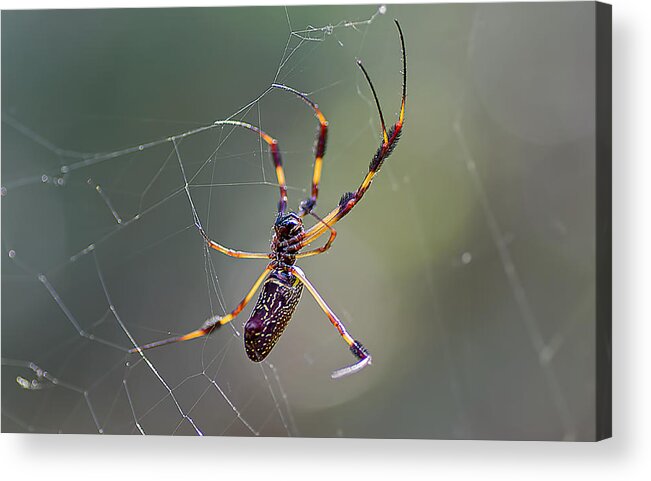 Spider Acrylic Print featuring the photograph Young Golden Silk Female by Kenneth Albin