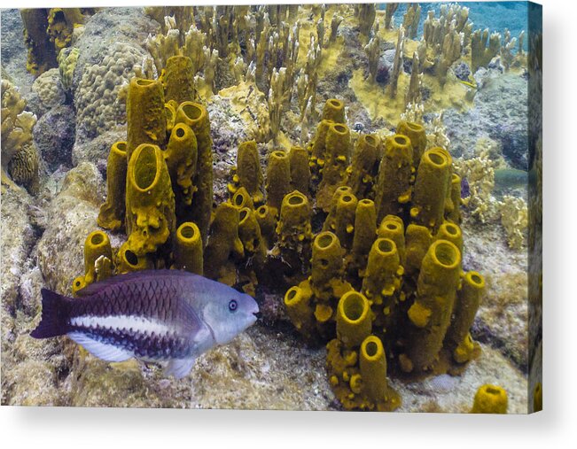 Ocean Acrylic Print featuring the photograph Young Queen by Lynne Browne