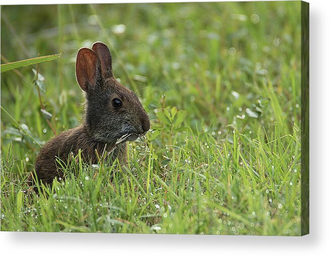 Rabbit Acrylic Print featuring the photograph Young Rabbit Dining by Richard Goldman