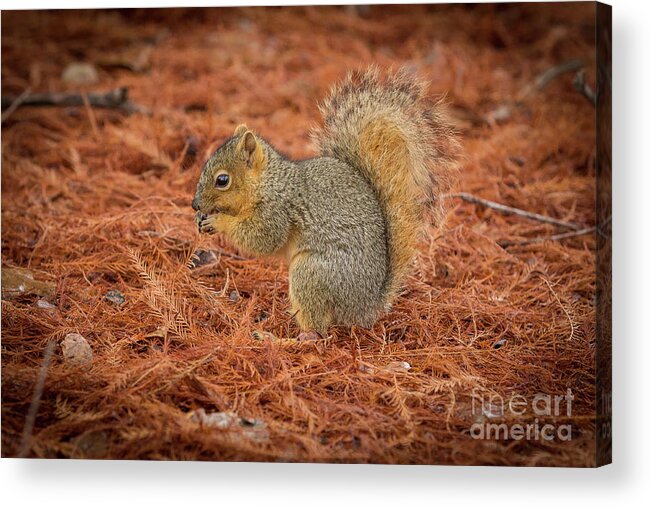2016 Acrylic Print featuring the photograph Yum Yum Nuts Wildlife Photography by Kaylyn Franks   by Kaylyn Franks