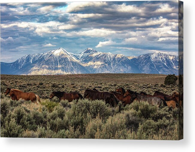  Acrylic Print featuring the photograph _z3a1868 by John T Humphrey