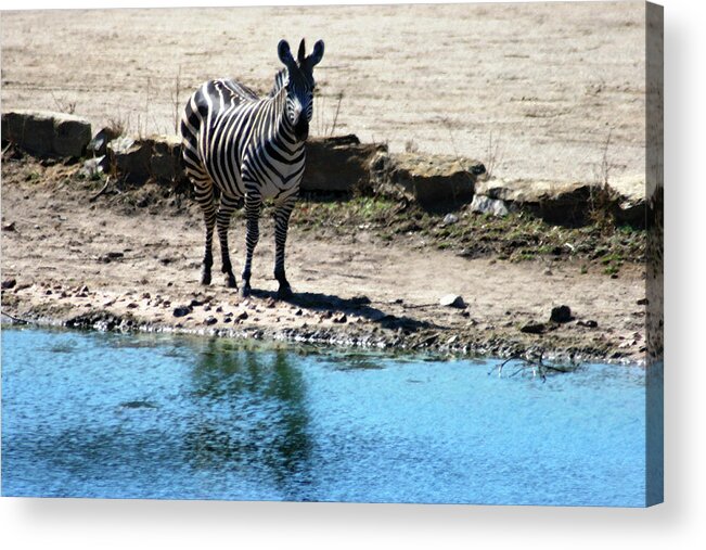 Zebra Acrylic Print featuring the mixed media Zebra at the watering hole by Steve Karol