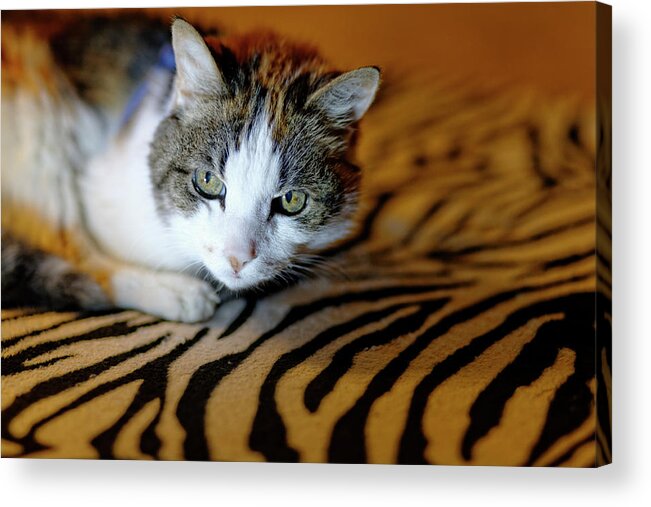  Acrylic Print featuring the photograph Zebra Cat by Carl Wilkerson