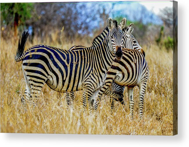 Africa Acrylic Print featuring the photograph Zebras on the Tarangire by Marilyn Burton