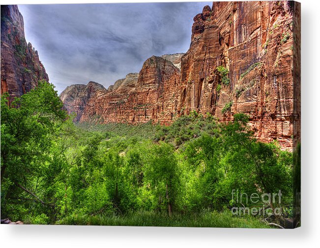 Zion National Park Acrylic Print featuring the photograph Zion view of valley with trees by Dan Friend