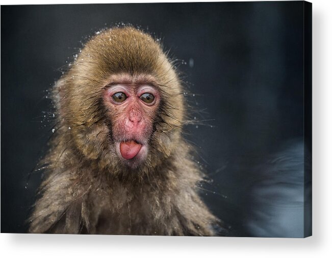 Ape Acrylic Print featuring the photograph (???)????? #1 by Takeshi Marumoto