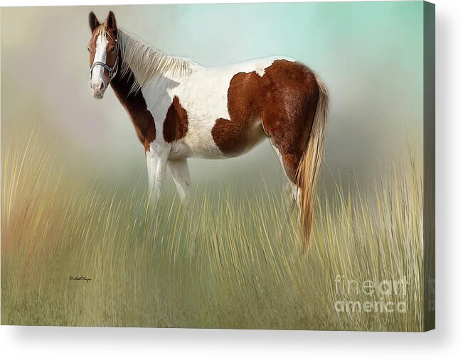 Horses Acrylic Print featuring the mixed media American Paint Horse #1 by DB Hayes
