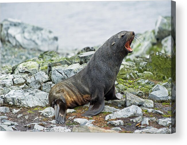 Yawning Acrylic Print featuring the photograph Antarctic Fur Seal Arctocephalus Gazella #1 by Jim Julien / Design Pics