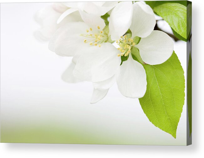 Close-up Acrylic Print featuring the photograph Apple Blossoms #1 by Patty c