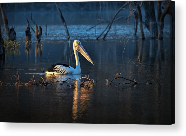 Pelican
Australian Acrylic Print featuring the photograph Australian Pelican #1 by Emanuel Papamanolis