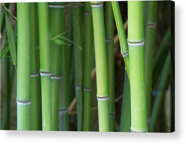 Chinese Culture Acrylic Print featuring the photograph Bamboo Forest #1 by Sandsun