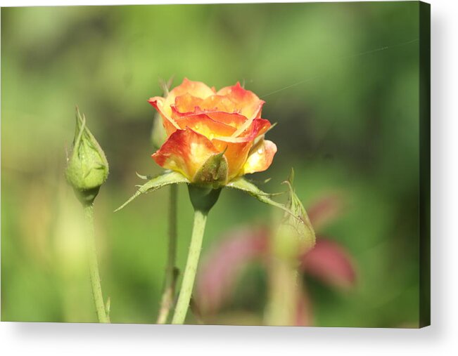 Beautiful Rose Acrylic Print featuring the photograph Beautiful Rose #1 by Atul Kolte