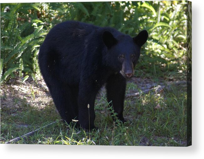 Florida Acrylic Print featuring the photograph Black Bear Cub #1 by Lindsey Floyd