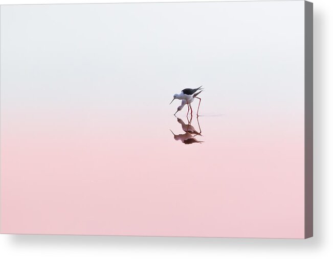 Mirror Image Acrylic Print featuring the photograph Black Winged Stilts #1 by Natalia Rublina