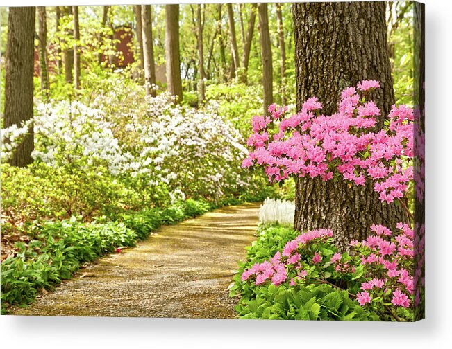 Outdoors Acrylic Print featuring the photograph Blooming Azalias On A Sunny Spring Day #1 by Travelif