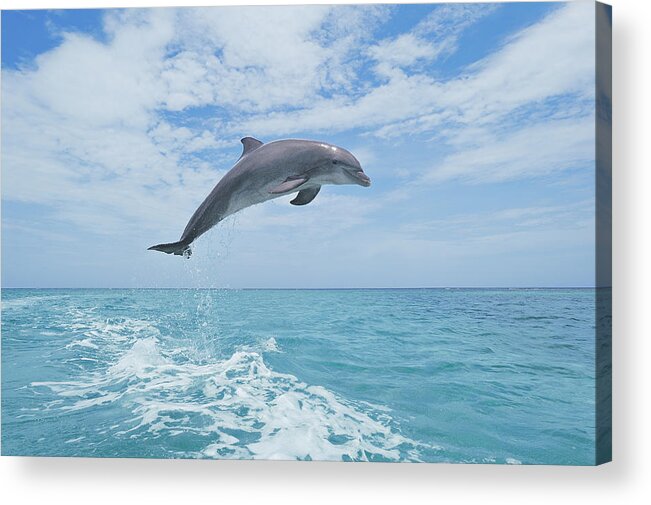 Bay Islands Acrylic Print featuring the photograph Bottlenose Dolphin Jumping #1 by Martin Ruegner