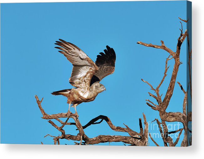 Brown Snake Eagle Acrylic Print featuring the photograph Brown Snake Eagle #1 by Dr P. Marazzi/science Photo Library