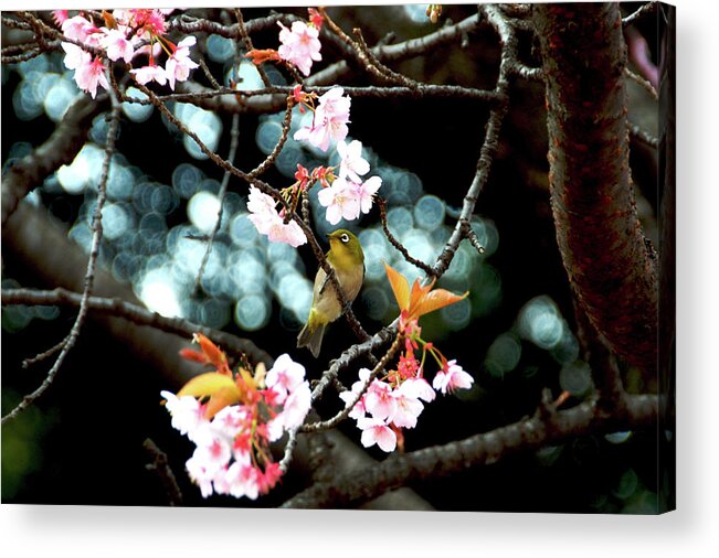 Animal Themes Acrylic Print featuring the photograph Cherry Blossom #1 by I Love Photo And Apple.