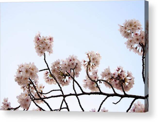 Meguro Ward Acrylic Print featuring the photograph Cherry Blossom On Branch #1 by Japan From My Eye