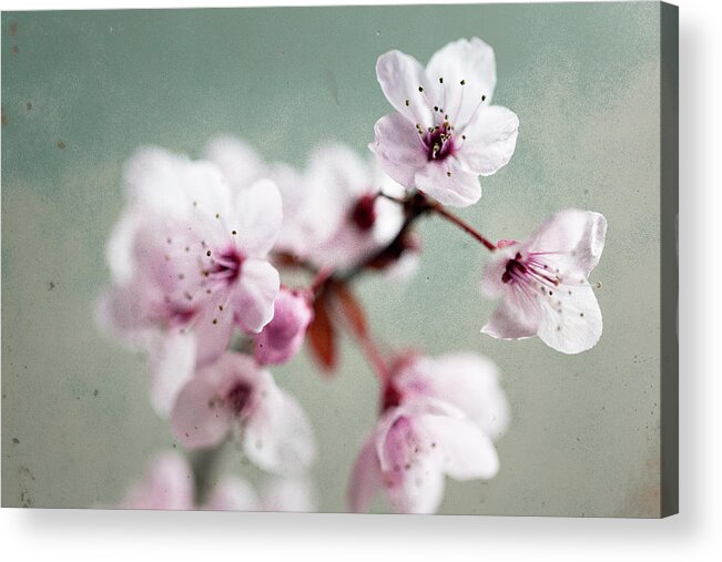 Cherry Blossom Acrylic Print featuring the photograph Cherry Blossoms #1 by Nicole Young
