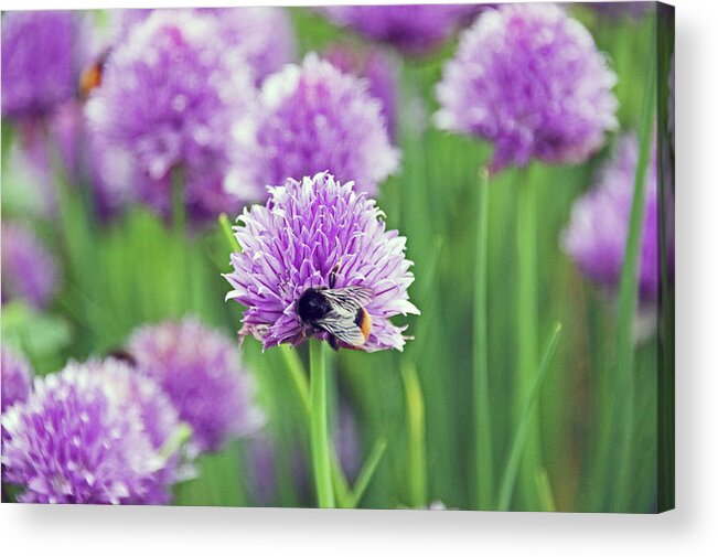 Chives Acrylic Print featuring the photograph CHORLEY. Picnic In The Park. Bee In The Chives. #1 by Lachlan Main