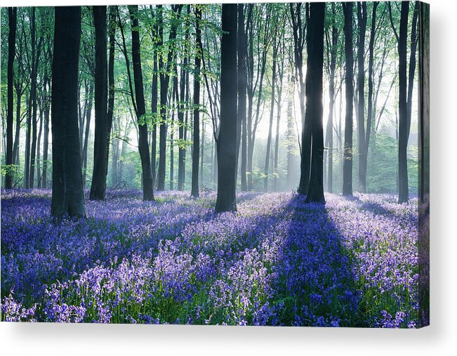 Tranquility Acrylic Print featuring the photograph Dawn In Bluebell Woodland Hyacinthoides #1 by David Clapp