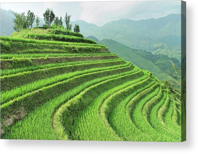 Tranquility Acrylic Print featuring the photograph Dragon Backbone Rice Terraces #1 by (c) Loco Moco Photos