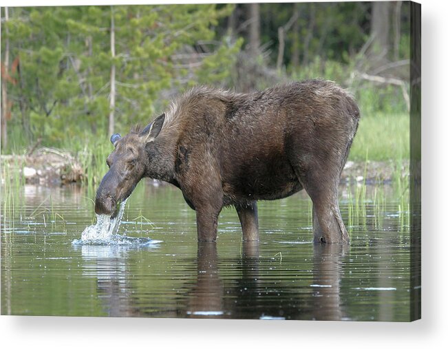 Moose Acrylic Print featuring the photograph Dripping #1 by Ronnie And Frances Howard