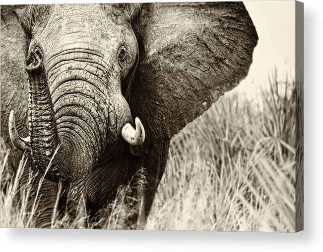 Estock Acrylic Print featuring the digital art Elephant #1 by Andrew Stewart