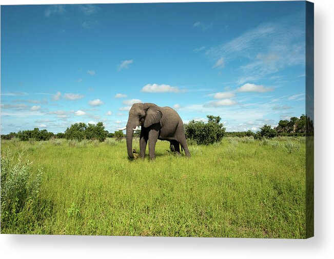 Scenics Acrylic Print featuring the photograph Elephant #1 by Stevenallan