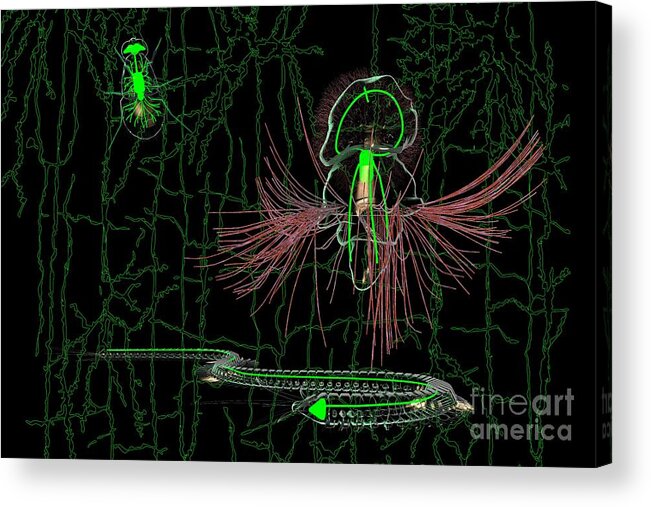 Animal Acrylic Print featuring the photograph Evolution Of Bilaterian Nerve Cords #1 by Ella Maru Studio / Science Photo Library