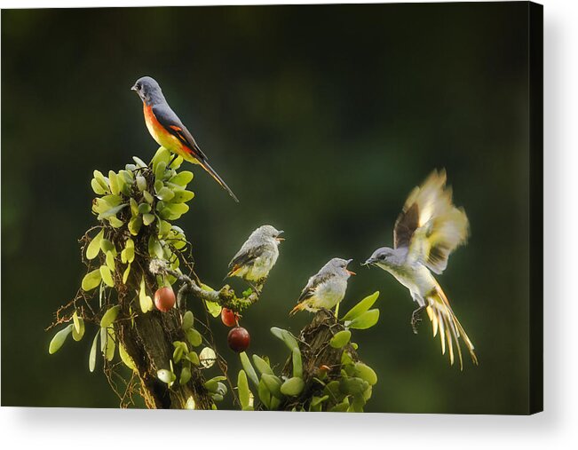 Birds Acrylic Print featuring the photograph Feeding Time #1 by Gatot Herliyanto