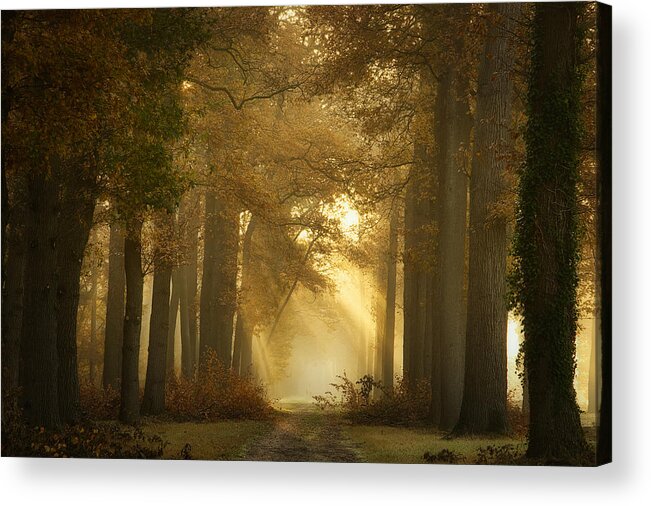 Forest Acrylic Print featuring the photograph Forever Forest #1 by Ellen Borggreve