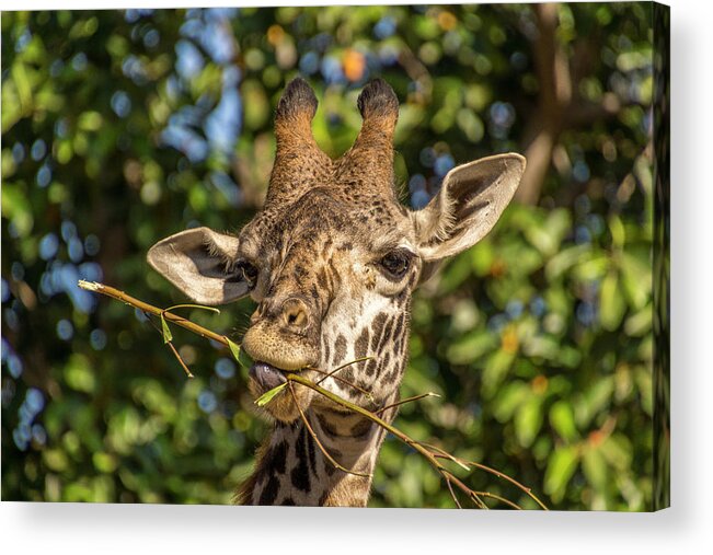 Giraffes Acrylic Print featuring the photograph Giraffe Having Meal #1 by Donald Pash