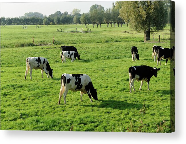 Scenics Acrylic Print featuring the photograph Holstein Cows In A Meadow #1 by Vliet