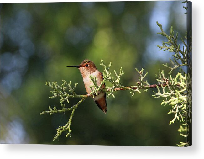 Hummingbird Acrylic Print featuring the photograph Hummingbird on a Branch #1 by Diana Haronis