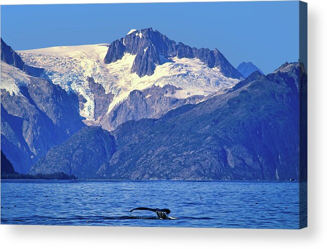 Estock Acrylic Print featuring the digital art Humpback Whale, Kenai Fjords Np, Alaska #1 by Heeb Photos