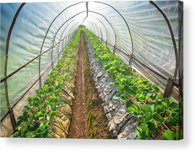 In A Row Acrylic Print featuring the photograph Hydroponic Vegetable In A Garden #1 by Primeimages