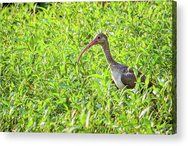 Casanare Acrylic Print featuring the photograph Juvenile American White Ibis Hato Berlin Casanare Colombia #1 by Adam Rainoff